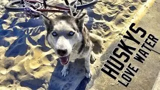 MY HUSKY WENT WILD AT THE BEACH