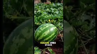 Why Japan Grows Square Watermelons 🍉🔲 | Fruit Engineering #SquareWatermelon #JapanFood #fruit