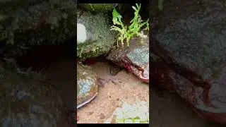 gila 😍😍 keren banget, Channa limbata dari lubang batu hasil mancing