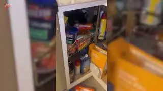 Owner Finds Kitten Hiding Inside Kitchen Cabinet for Hawaiian Rolls - 1794064