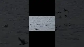El pato havelda. The long-tailed duck.Lod&oacute;wka. Clangula hyemalis. #shorts
