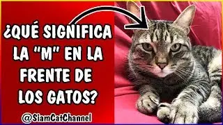 &iquest;Por Qu&eacute; Los Gatos Atigrados Tienen Una 
