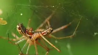 Linyphiidae copulating