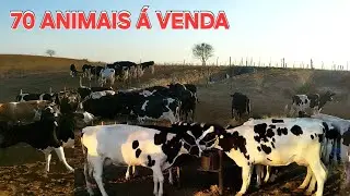 MAIS DE 70 VACAS A PARTIR DE R$ 5.500 NO SÍTIO RIO DE FERRO 
