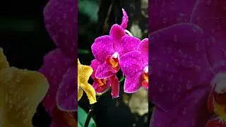 tropical water music #relaxationmusic #tropical #music #waterfall #flower #splash #watersounds