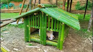 Make a dog house out of bamboo, raise a dog, Raise a pet to look after the farm - Episode 85