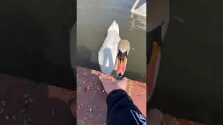 Feeding Swans from my hand!