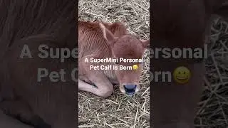 Super Mini Personal Pet Cows #animal #cow #farming #miniaturecows #zebu #farmlife #ranch #lamb #goat