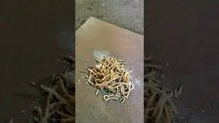 Does WW2 .303 Cordite Still Ignite 💥 Flammable Noodles 🤔🤣