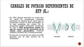 Relaci&oacute;n de la Sulfonilurea y los canales de Potasio Dependientes de ATP