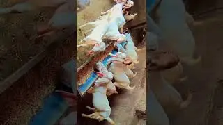 dewasi goat farm pachunda khurd piyor gulabi Sojat quality।    hatiraji dewasi mob 9079117283 #goat