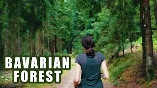The Beautiful Bavarian Forest