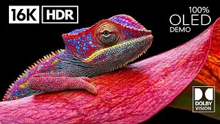 Unbelievable 16K HDR Wildlife Moment – The Adorable Baby Squirrel.
