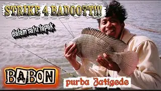 FULL STRIKE BADOOT🔥REKOR BABON TERBESAR JATIGEDE SAAT INI😱