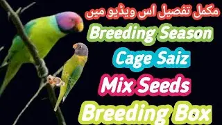 Plum Head Breeding Season Urdu/Hindi |Ks birds update