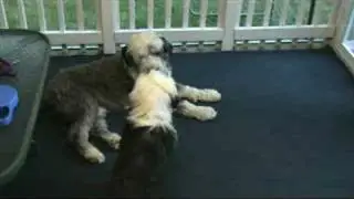 Teaching a Pup to Sing