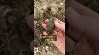 How to Evaluate Your Soil for Corn Planting