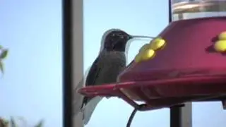 Hummer Pitstop