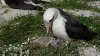 Oldest Bird in the World, Wisdom the Midway Albatross, age 66, with her chick (2017) Laysan