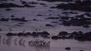 Penguin Parade General Viewing on Phillip Island