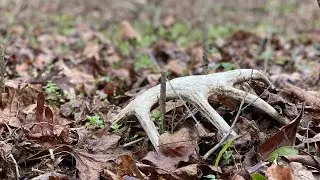 Shed Hunting 2025