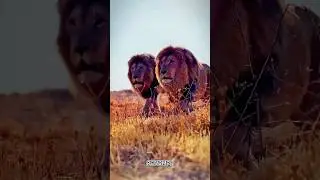Animals Synchronization 🗿