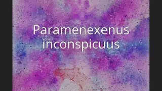 Paramenexenus inconspicuus