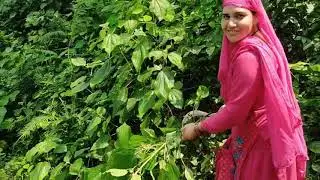 Daily life in himachal pradesh Kangra valley