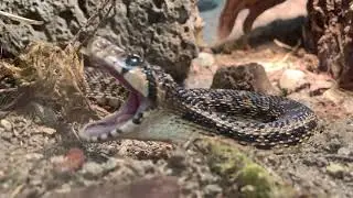Gopher Snake Hissing in Slow Motion