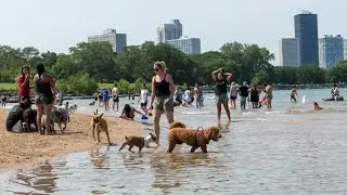 Exploring the Best Dog Parks in the World! Unleash the Adventure! | Animal Welfare