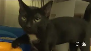 Central Coast shelter in need of cat foster homes