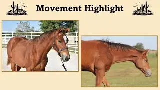 FOR SALE: MU Ima Fancy Asset - 2025 Appendix AQHA Filly - Movement Highlight