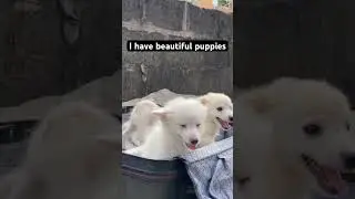 Красивые щенки