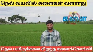 Best herbicide for paddy crop | Bayer Active herbicide