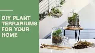 Syndicate Home & Garden | Check out these fun DIY Plant Terrariums for your home or office!