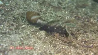 ハゼ科の１種ー１４（通称 ホムラダマシ）Gobiidae, indet. gen. and sp. 14 Palau