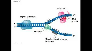 CP Biology: DNA Replication