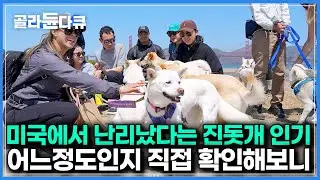 “진돗개는 차원이 달라요. 한단계 위죠”｜미국에 제대로 불었다는 진돗개 열풍 직접 확인해보니｜다큐프라임｜#골라듄다큐