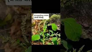 Weeds ! Agriculture ! Field ! BSc ! Punjab ! Problems ! Control #tenge  #weedscience #agriculture