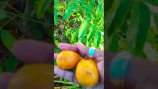 June plums #1 way to get them to ripen fast
