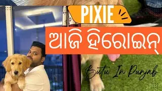 ମୋ Pixie ଆଜି ହିରୋଇନ୍ 🐶❤️ #youtube #youtubevideo #youtuber #petparentlife