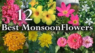 12 Monsoon Flowering Plants. Best Plants For Rainy Season
