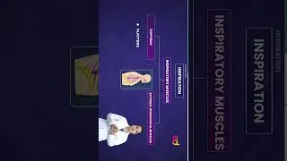 Mechanism of  Respiration #shorts