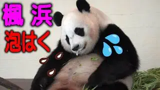 【泡ふいてヨダレポタポタ】子パンダ楓浜 大変で～す 何か食べて口から泡ふいてます それでも驚異の野生根性