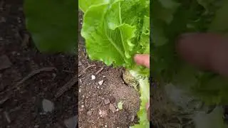 Правильный способ сбора урожая салата Романи 🥬 #lettuce