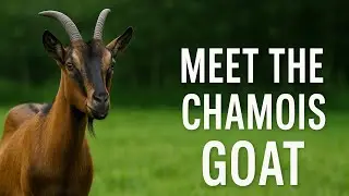 Chamois-Colored Goats - The Mountain Dairy Breed with a Wild Past