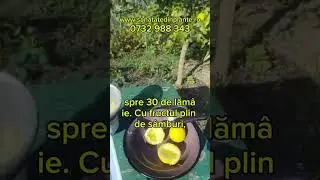 De la clienți adunate I Lamai rezistent la ger - Citrus trifoliata plecat de la noi cand avea 15 cm