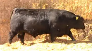 Mid-Western Angus Bull and Female sale Lot 36 RHFL 897F Rehorst Farms