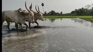 Bullock using framing agricultural | Bullock Cart leveling the agriculture land