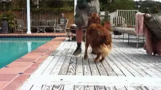 K9 Conservatory TOUCH command with Aussi Dutch